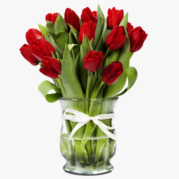 Red tulip