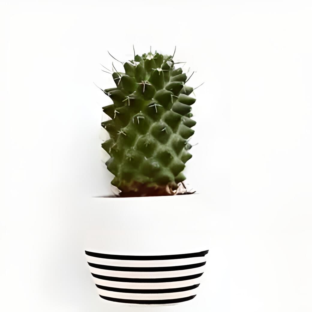 Plant
